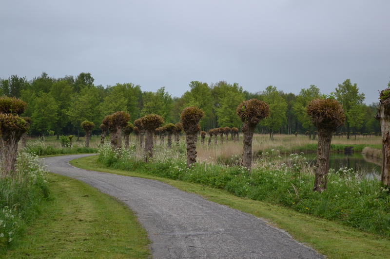 Pad vol met Wilgen