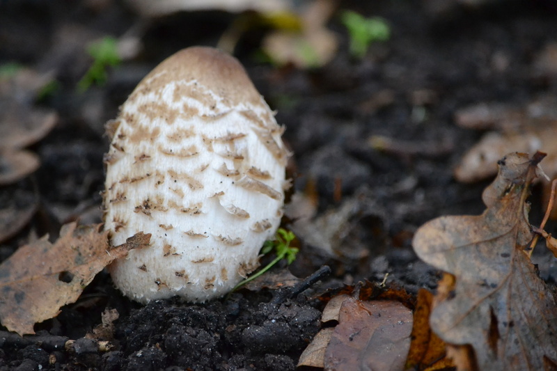 Ik weet niet wat dit is.