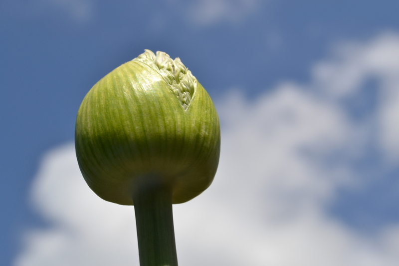 De uitkomst is het wachten waard.
