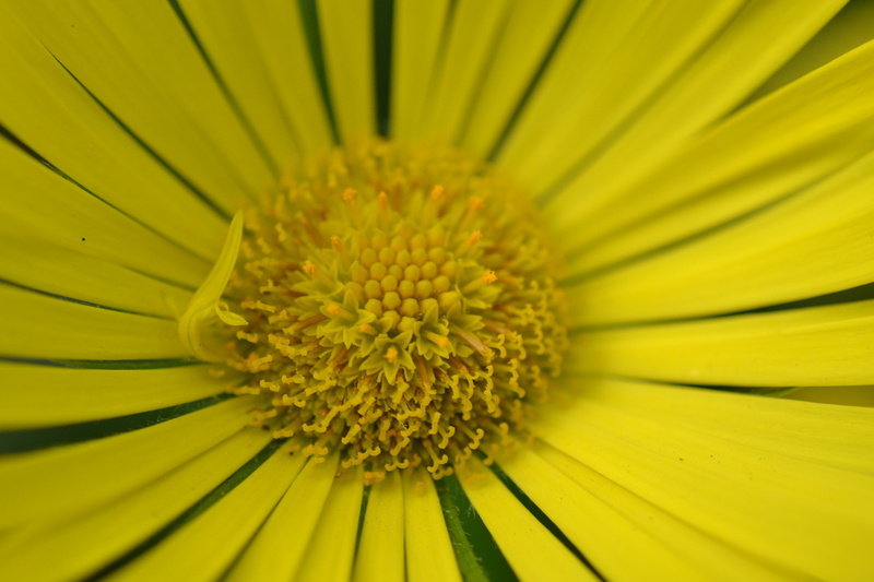 Geel is ook niet lelijk