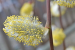 Wilgenkatjes in de tuin van mijn buurvrouw.