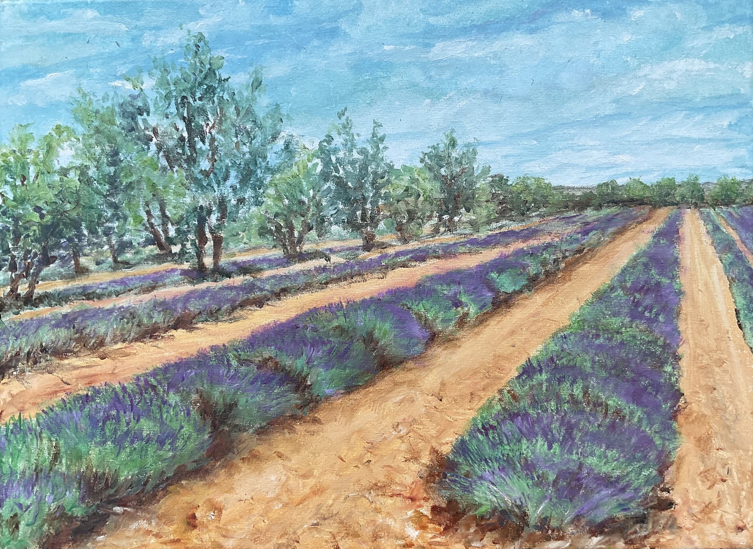 Lavendelvelden in de Vaucluse