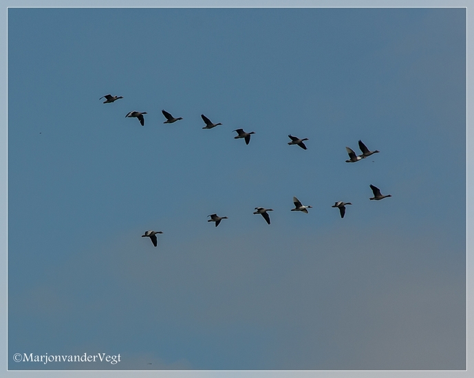 In V Formatie vliegen