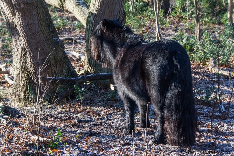shetlandpony 1