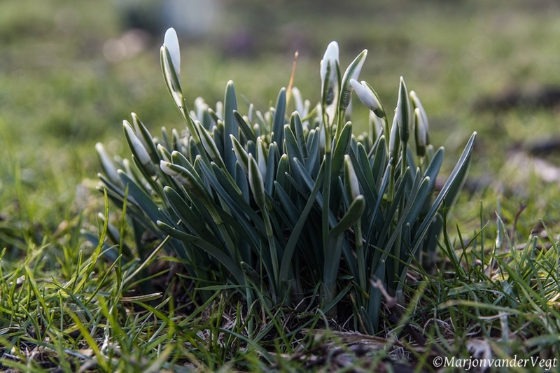 sneeuwklokjes