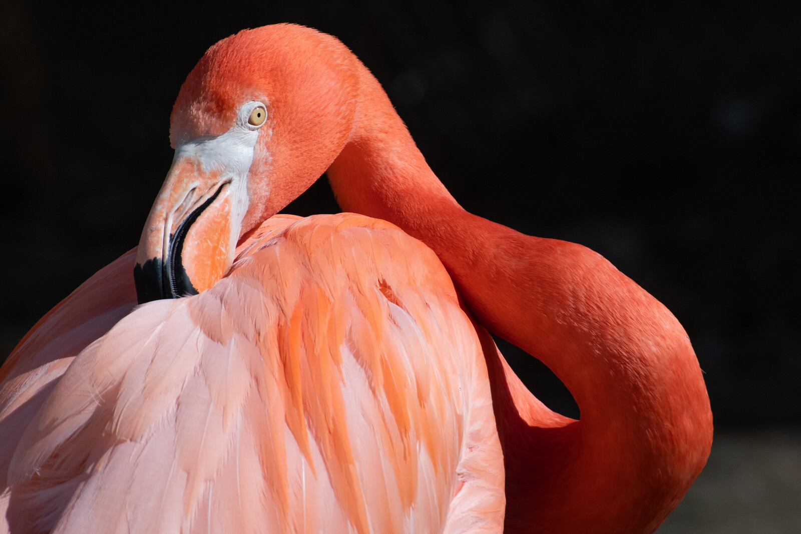 Flamingo (pretty in pink)