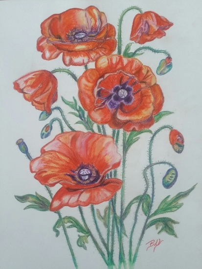 Klaproos (Kleurpotlood)