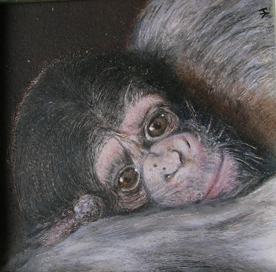 Chimpansee