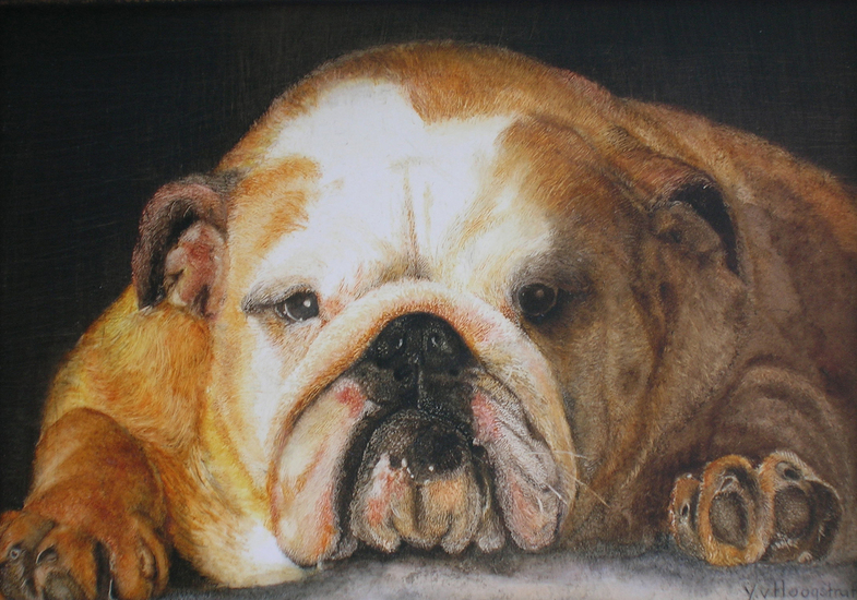 Engelse Bulldog