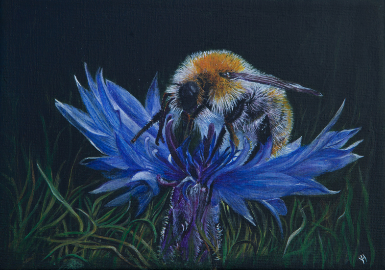 hommel op korenbloem