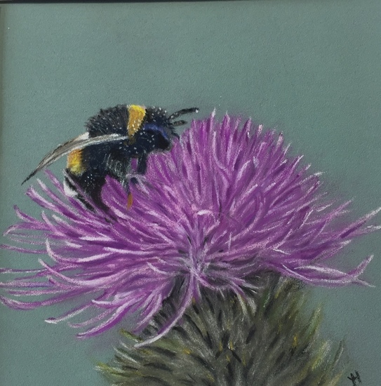 Aardhommel op speerdistel