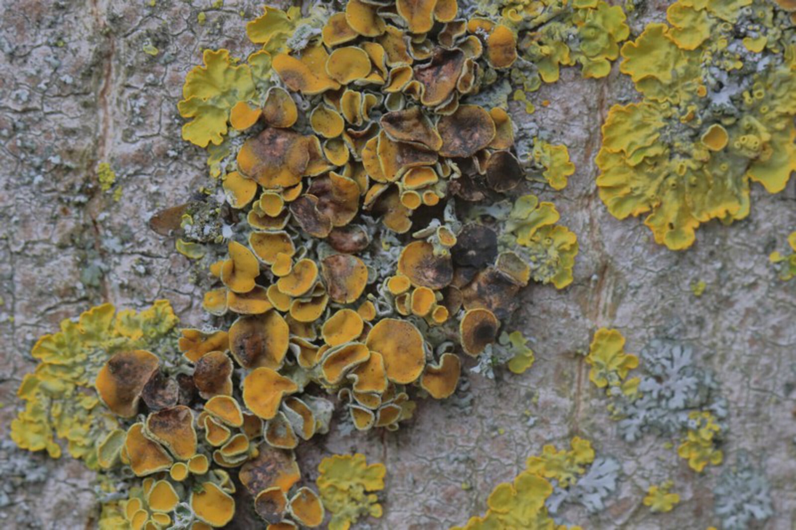 Xanthoriicola physciae