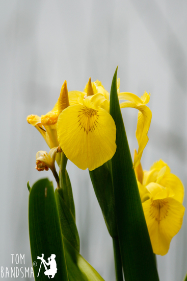 Gele Lis (Iris pseudacorus)