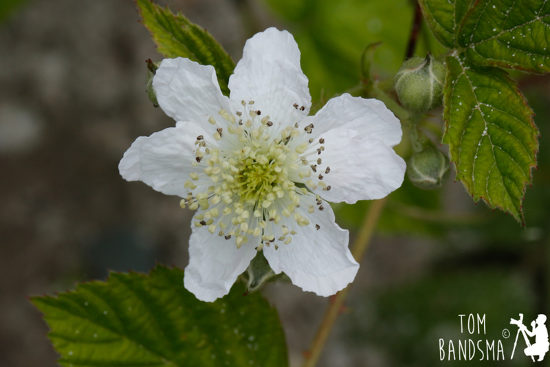 Gewone Braam (Rubus fruticosus)