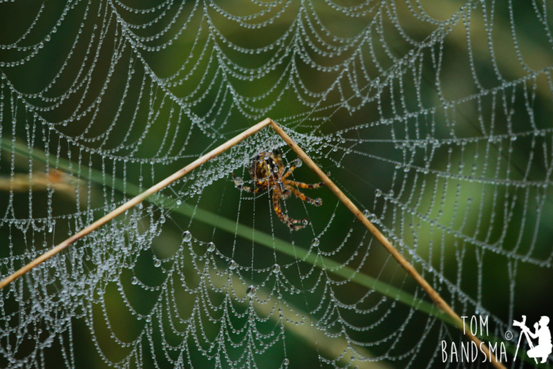 Spinnenweb met spin