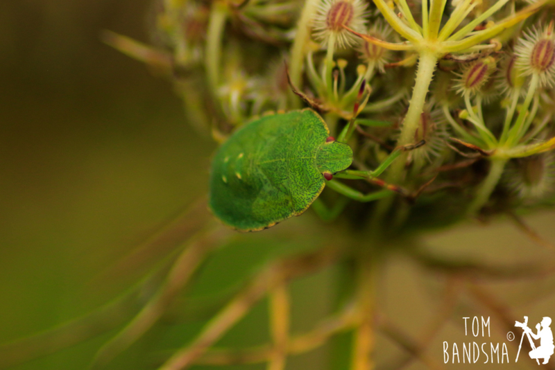 Groene Stinkwants (Palomena prasina)