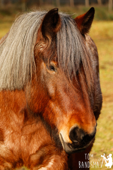 Nederlands Trekpaard (Linde)