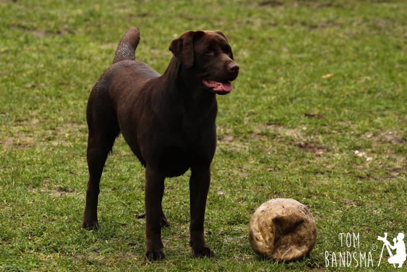 Labrador (Canis familiaris)
