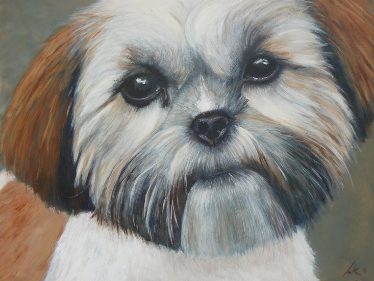 Malou (shih tzu)