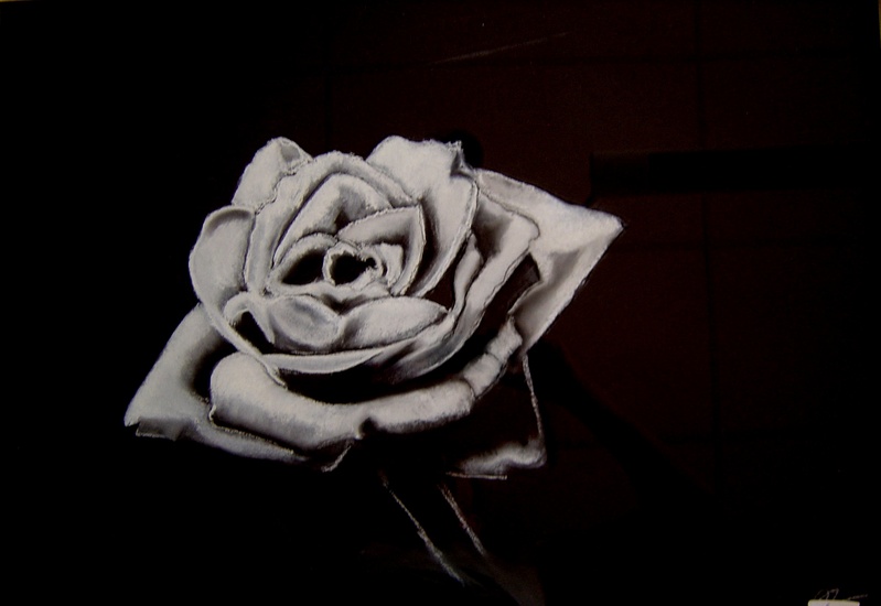 Witte Roos