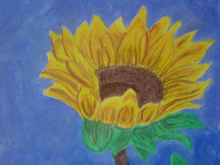 Zonnebloem