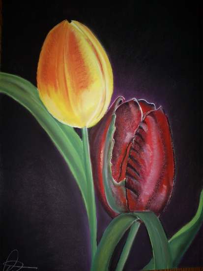 Tulp Duo