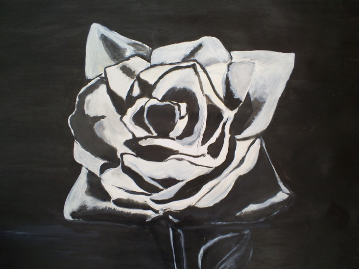 Witte roos