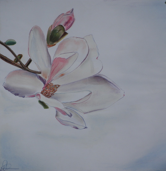Magnolia
