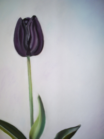 Tulp Joop