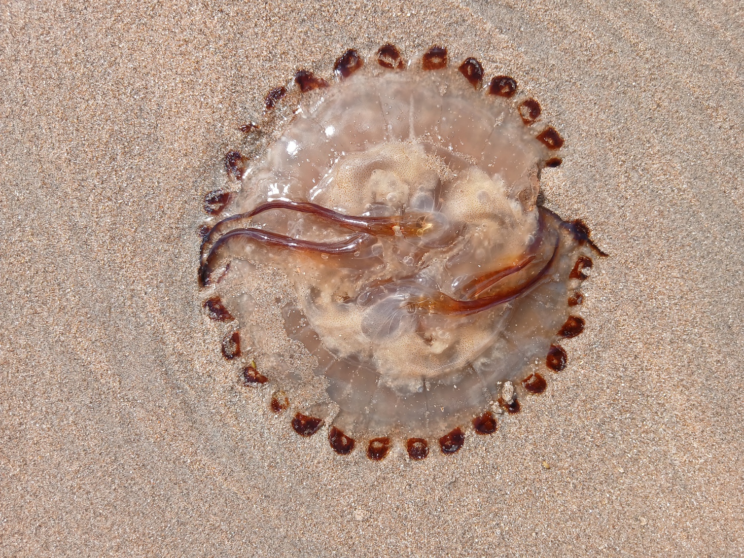 Strand