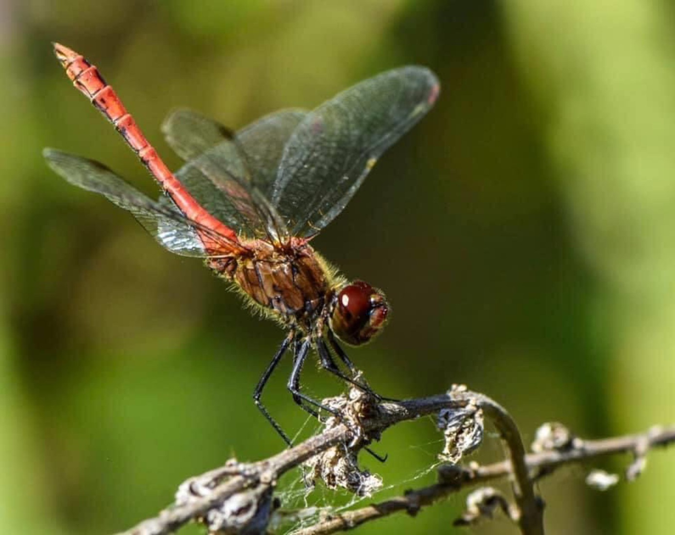 Dragonfly