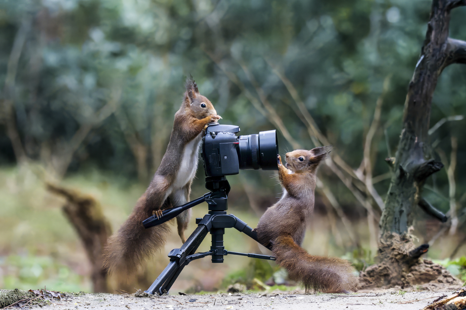 duo shoot