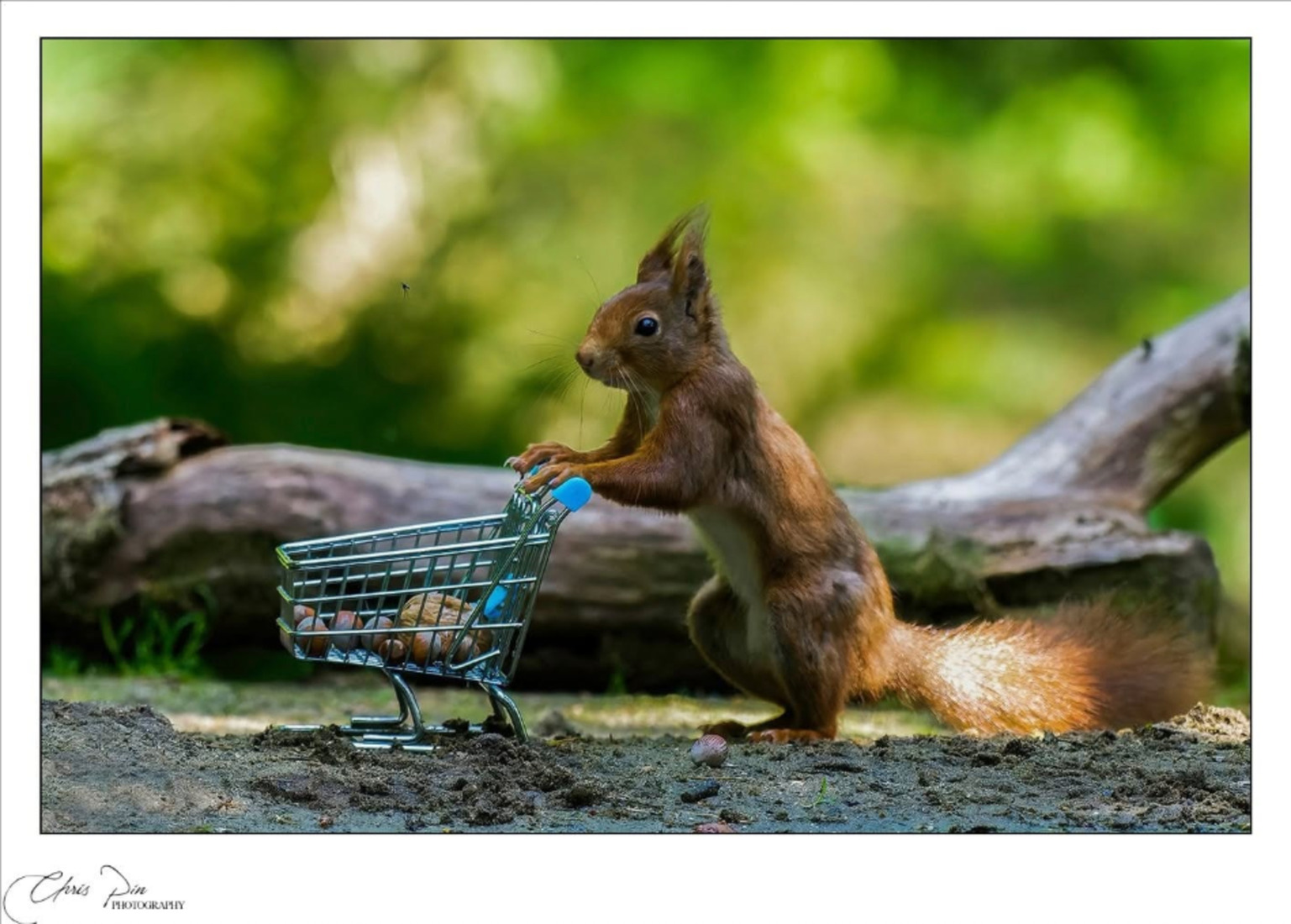 shopping