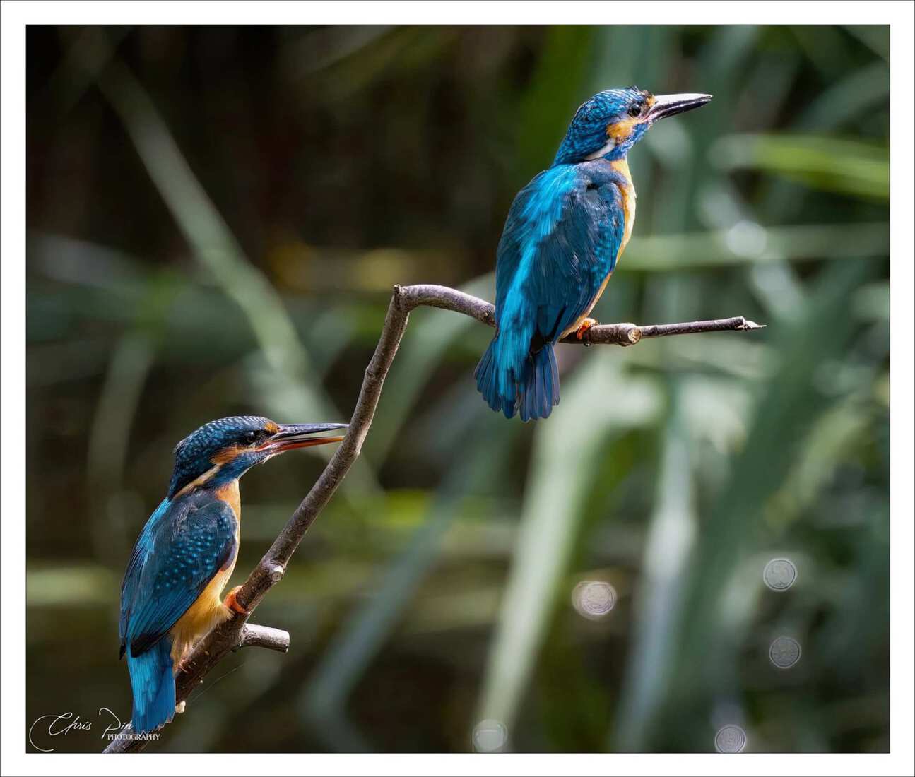 Ijsvogel