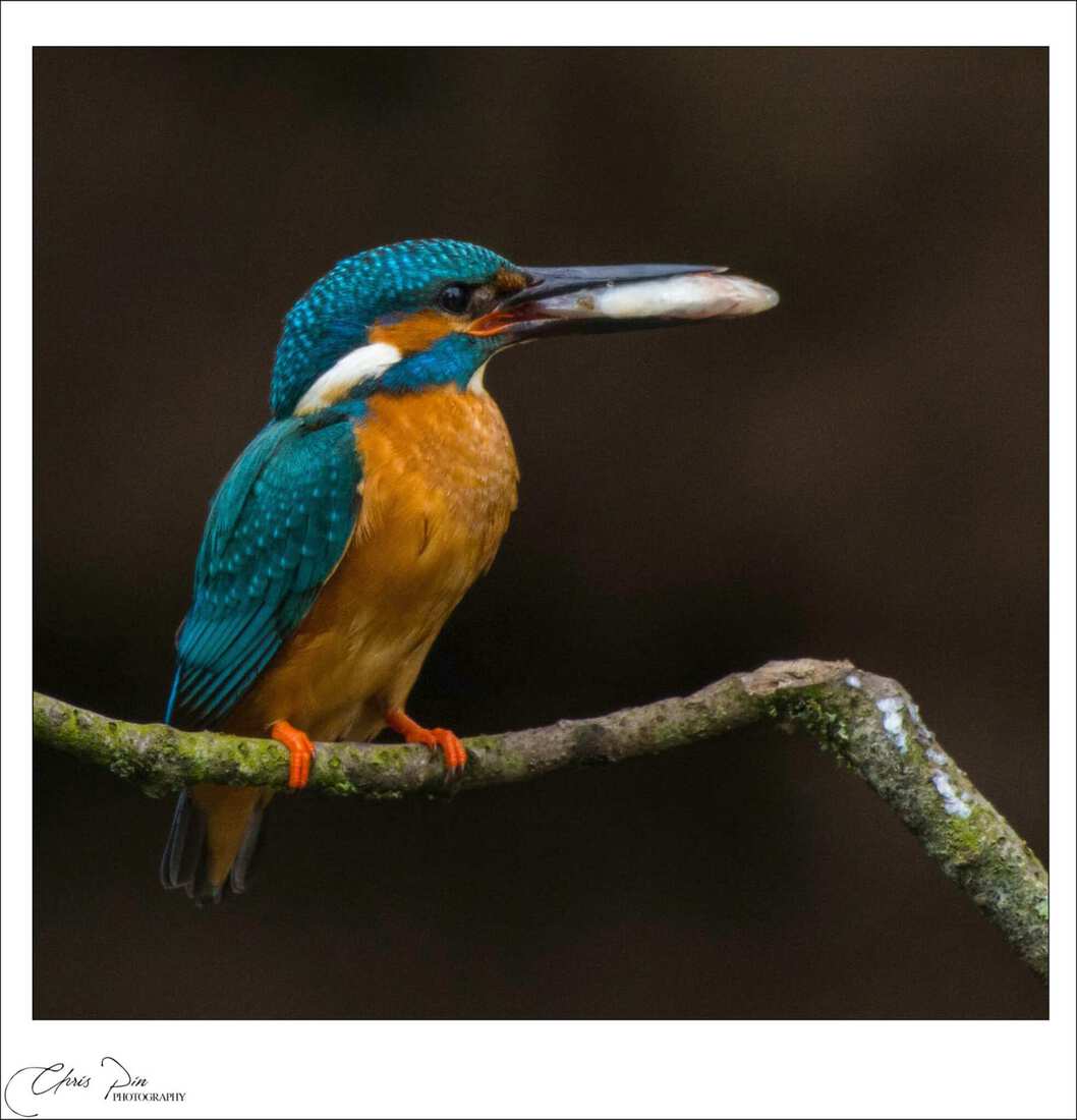 IJsvogel