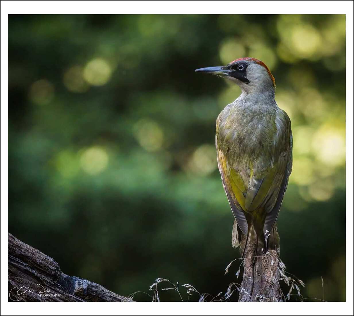 Groene Specht
