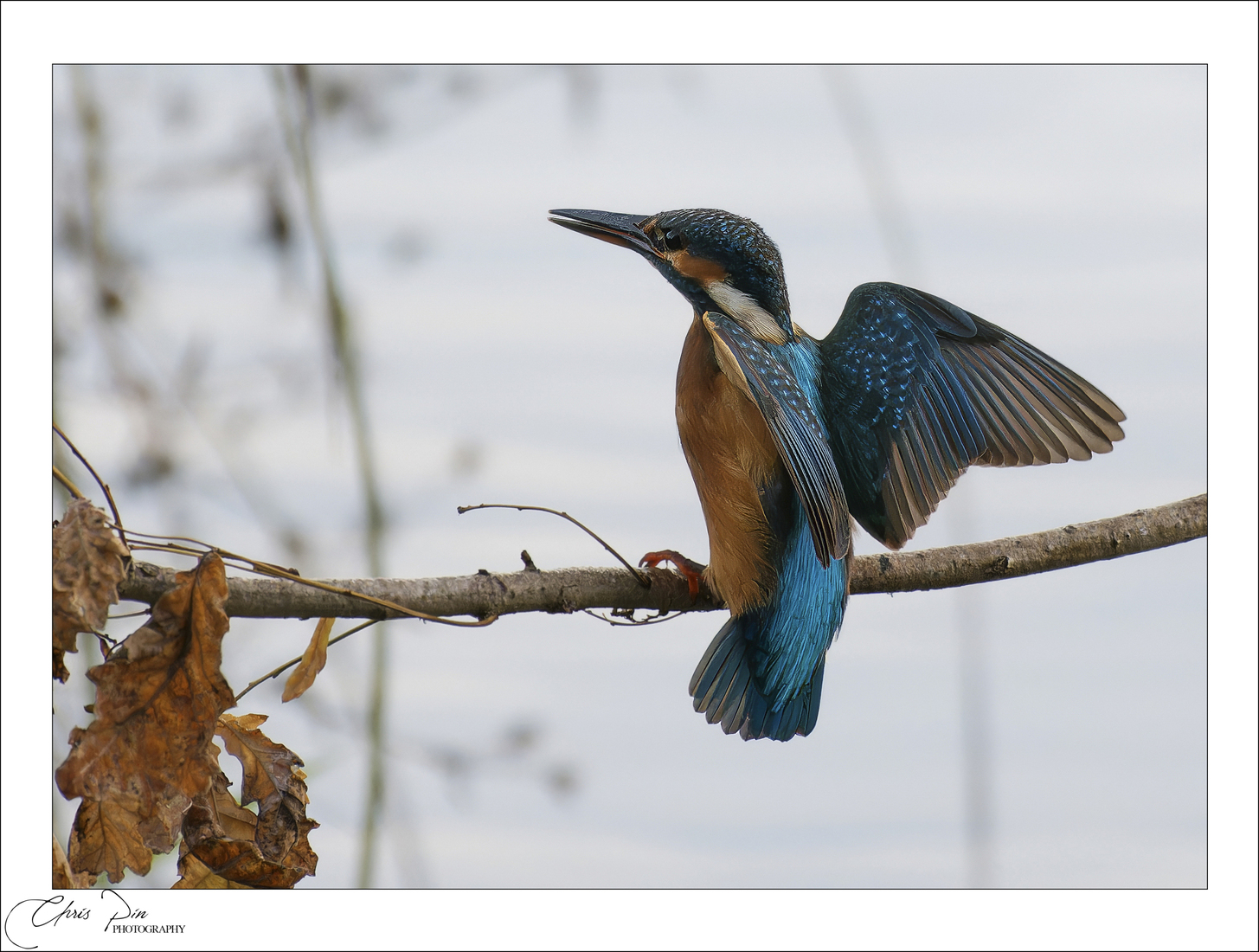 Ijsvogel