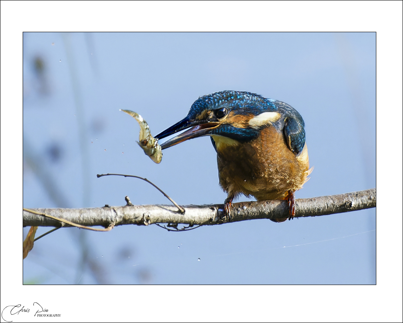 Ijsvogel