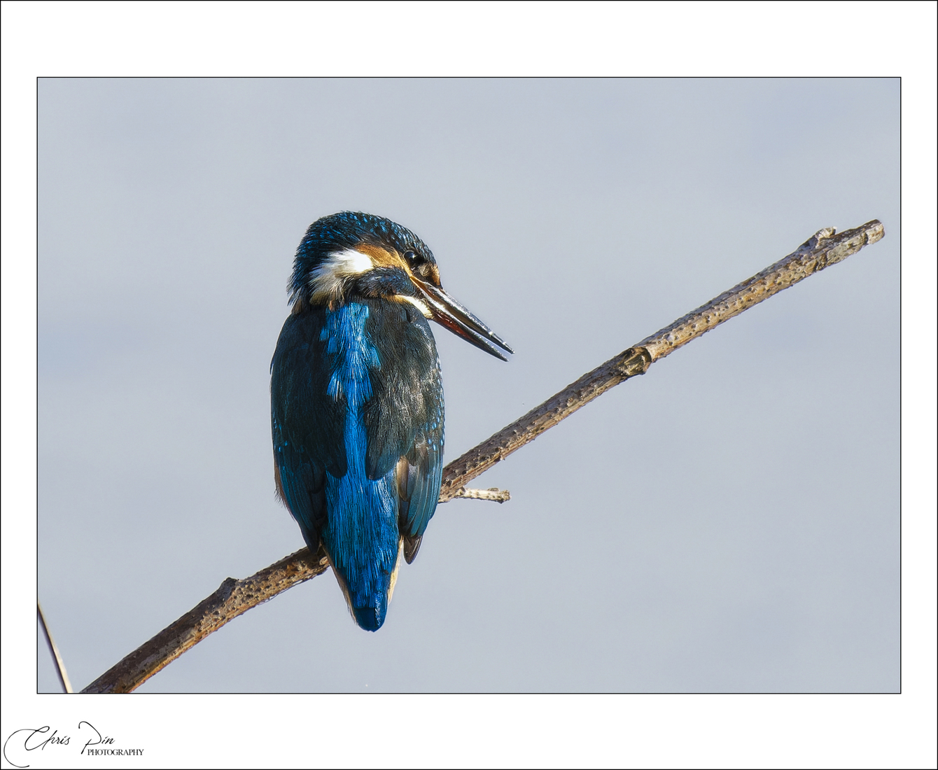Ijsvogel