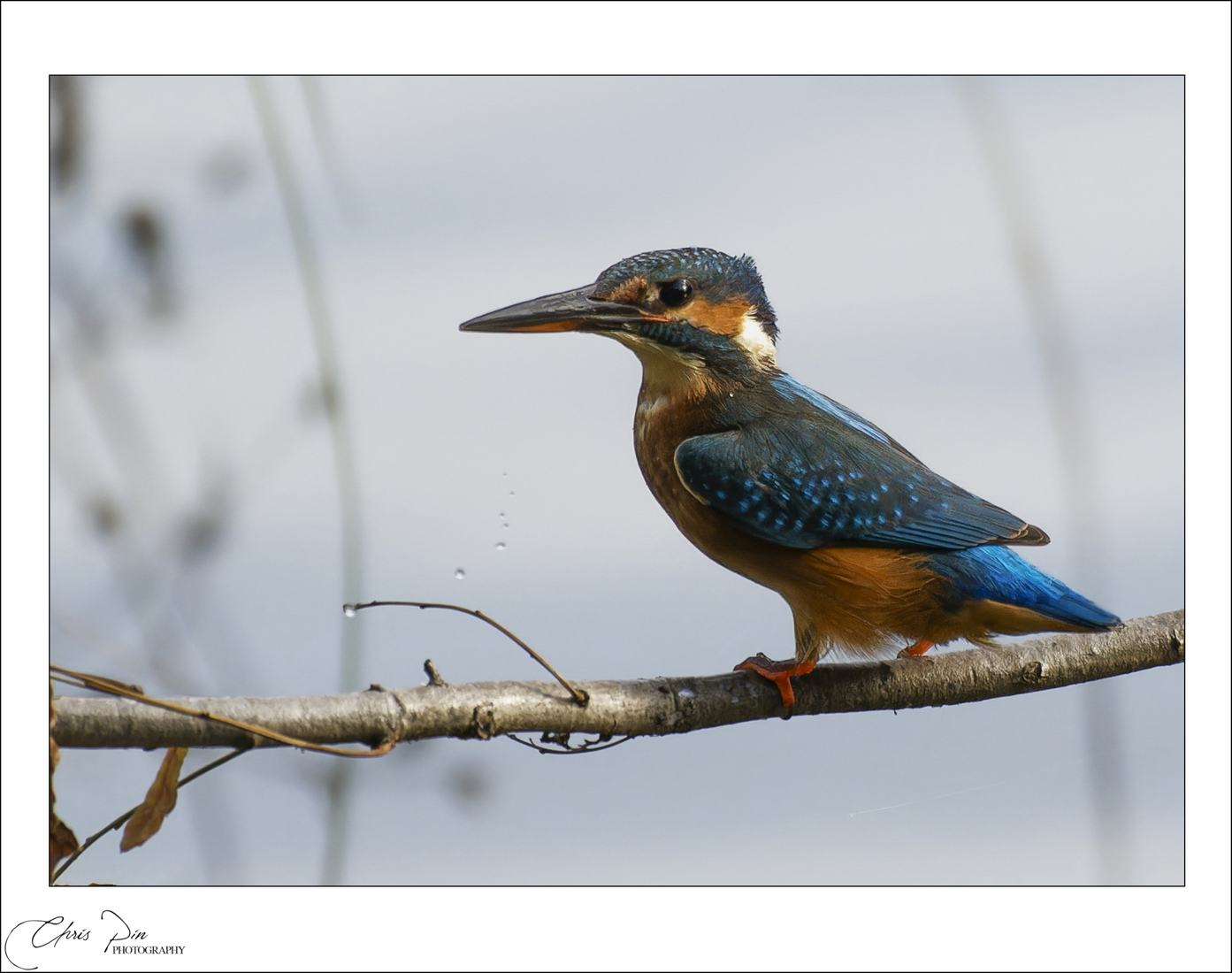 Ijsvogel