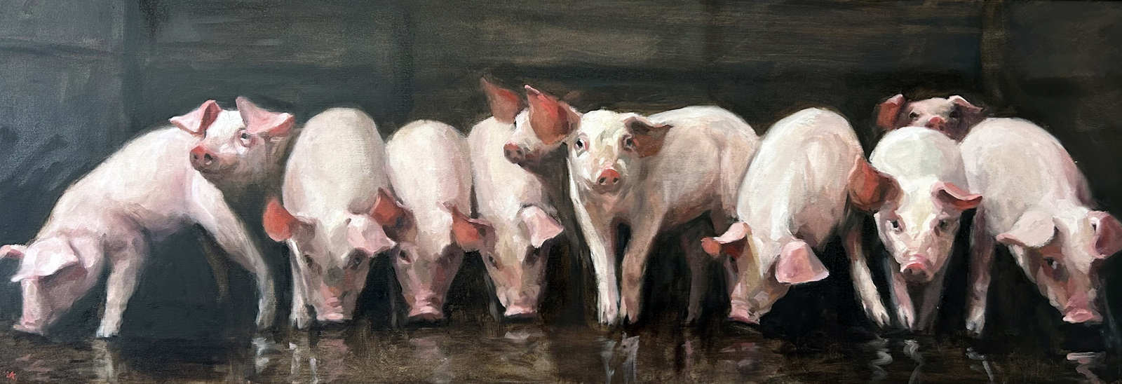 Elf biggen in een stal