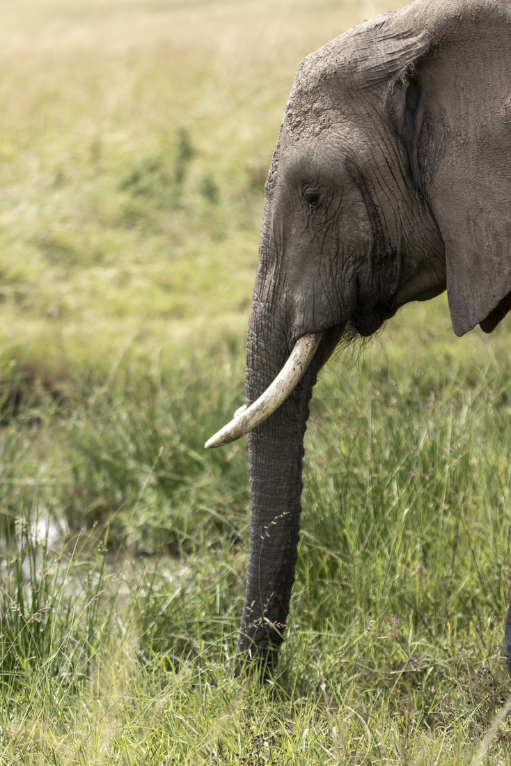 Kenia en Tanzania 