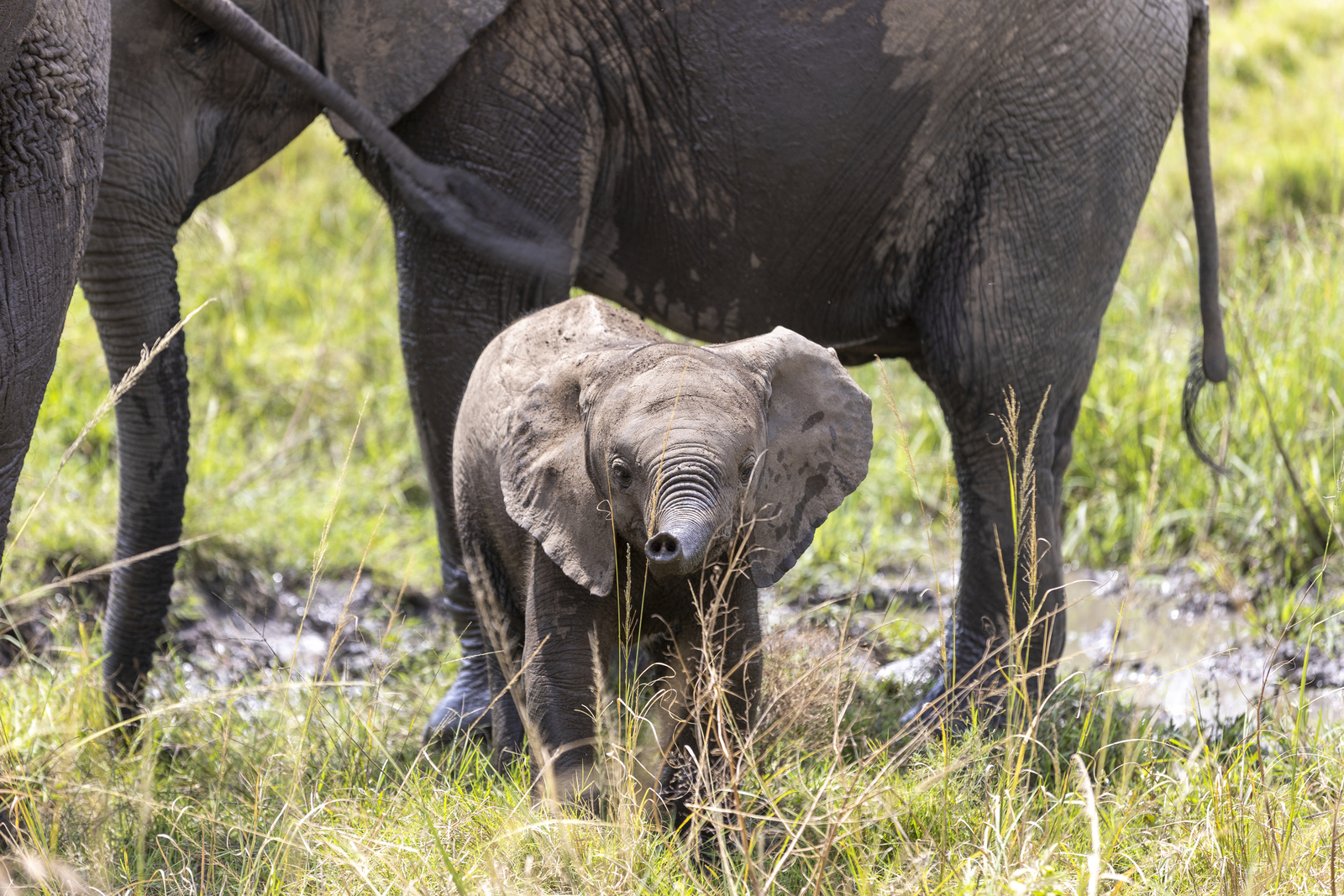 Kenia en Tanzania 