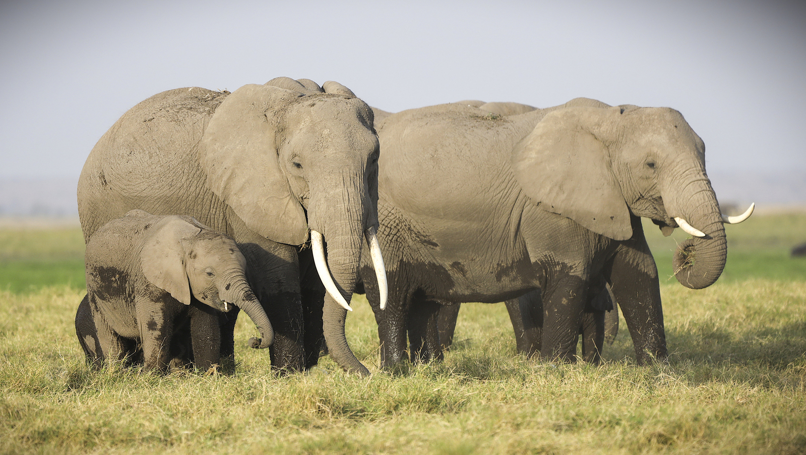 Kenia en Tanzania 