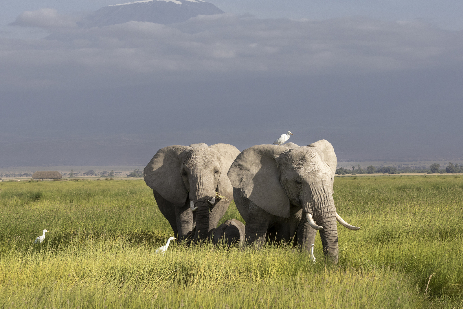 Kenia en Tanzania 
