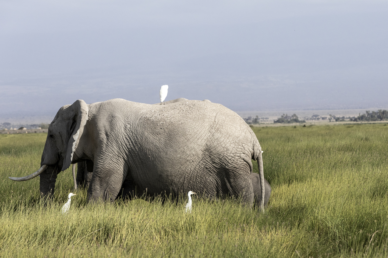 Kenia en Tanzania 