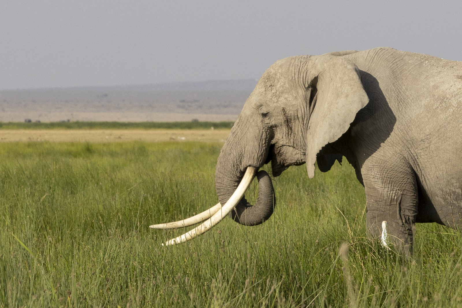 Kenia en Tanzania 