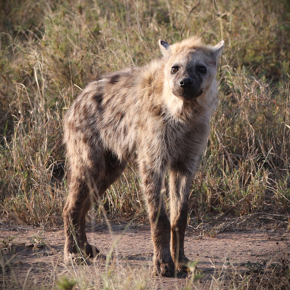 Kenia en Tanzania 