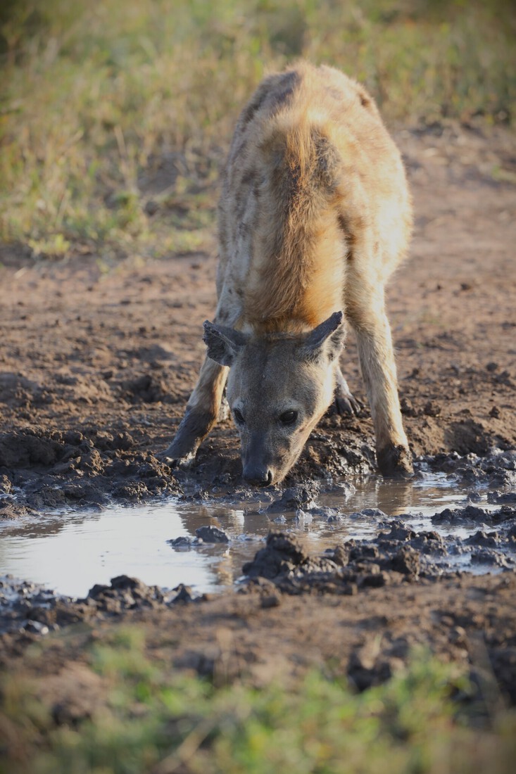 Kenia en Tanzania 