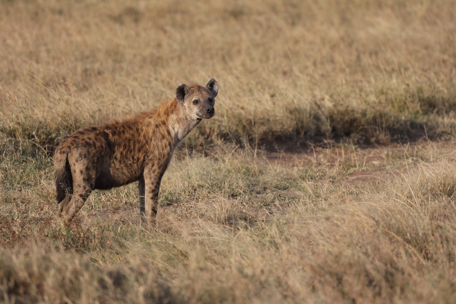 Kenia en Tanzania 